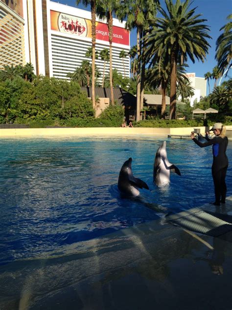 Mirage Las Vegas Dolphin Habitat
