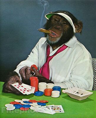 Monkeys Playing Cards