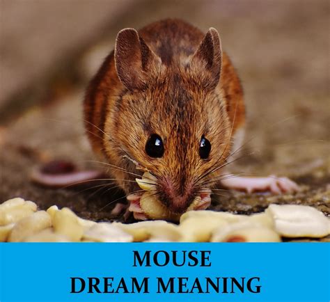 Mouse In Dream Meaning