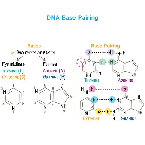 Nucleic Acid Base Pairs