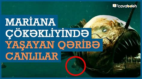 Okeanın lordu avtomatı  Ən şirin personajlarla kasi no oyunlarından zövq alın!