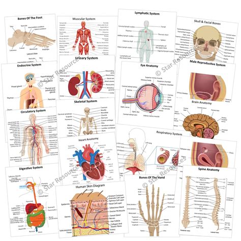 Online Anatomy Flashcards