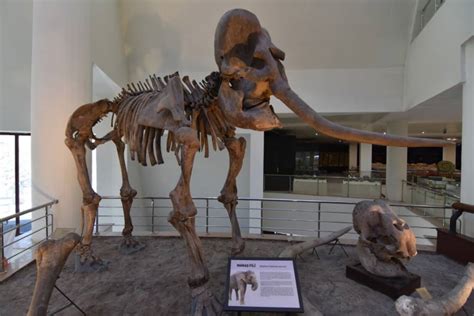 Paleontoloji nedir