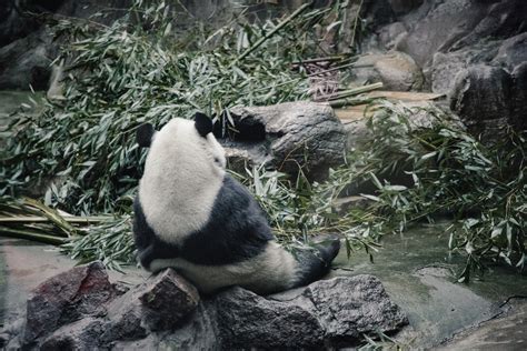 Panda yuvaları ücretsiz