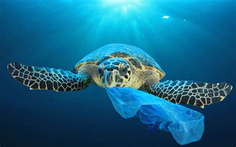 Pdf دراسة اثر البلاستيك على الحياة البحرية