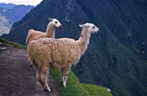 Peruvian Animals Pictures