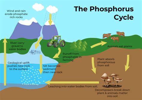 Phosphorus Cycle Model