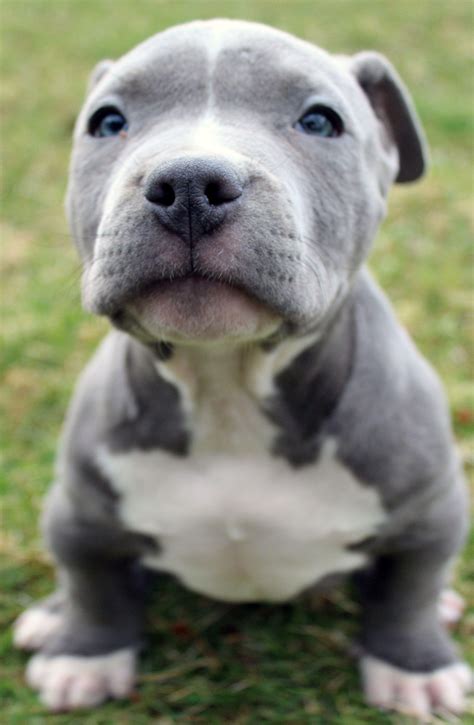 Pictures Of Pitbull Puppies