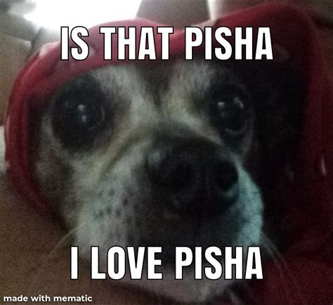 Pisha Meme