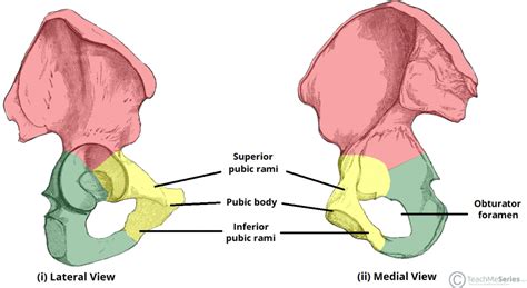 Pubic Rami Meaning