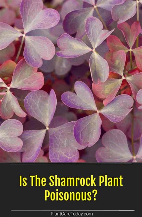 Purple Shamrock Plant Poisonous