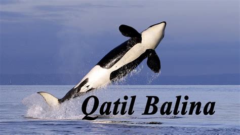 Qatil balina slot maşınlarını oynayın