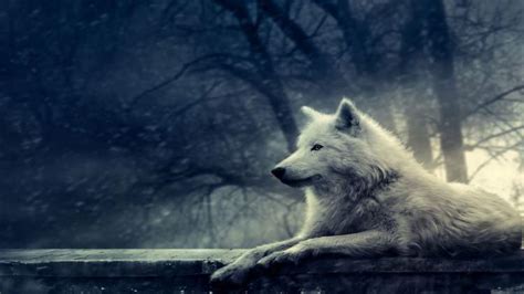 Rüyada beyaz kurt görmek