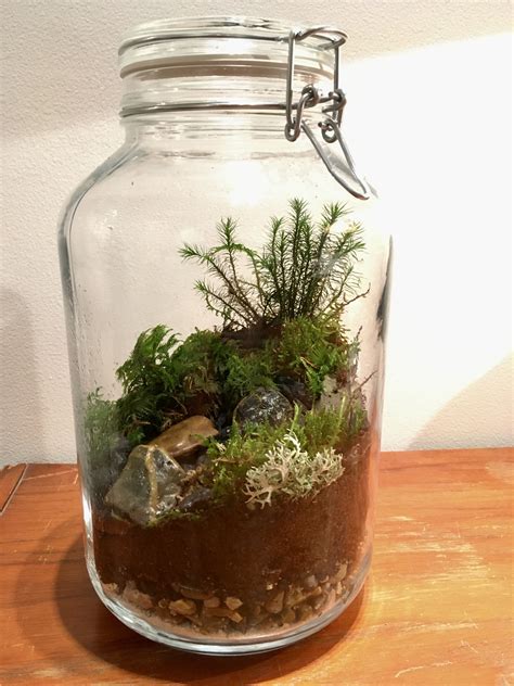 Rainforest Terrarium In A Jar