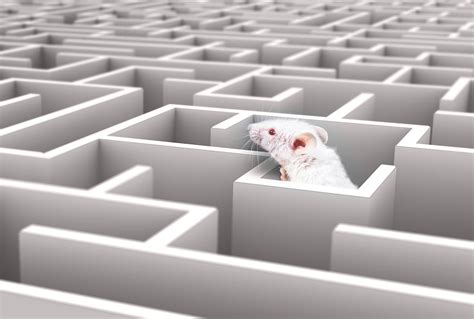 Rat In A Maze