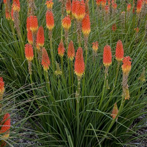 Red Hot Poker Flowers Image