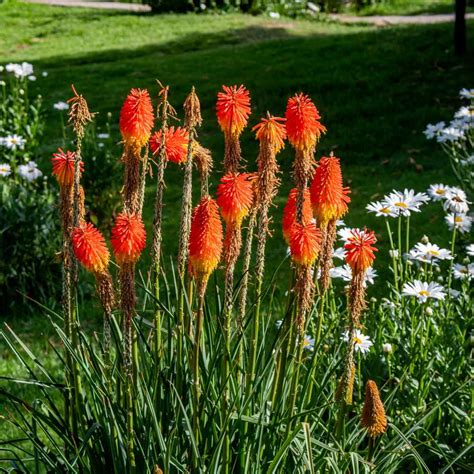 Red Hot Poker Seeds Uk