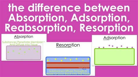 Resorption Vs Reabsorption Bone