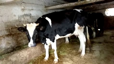 Satılık süt inekleri bursa