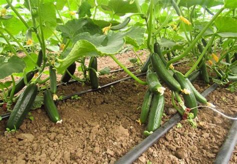 Serada salatalık yetiştiriciliği püf noktaları