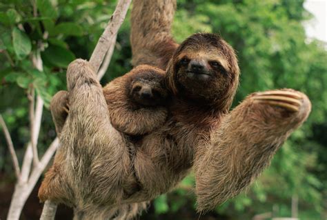 Sloth Animal In Arabic