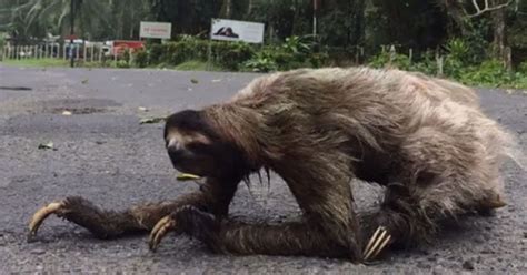 Sloth Crossing Road Video