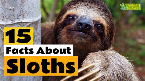 Sloth Fun Facts For Kids