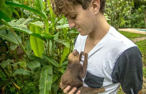 Sloth Rehabilitation Costa Rica