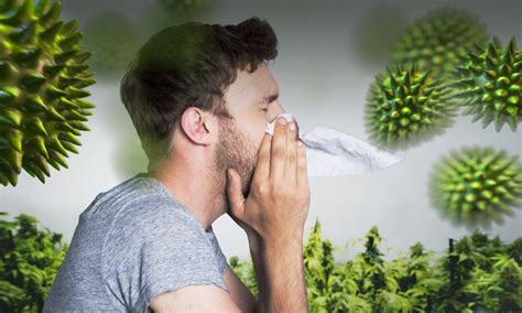 Solunum yolu alerjisi bitkisel tedavi