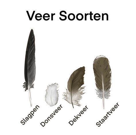 Soorten Veren