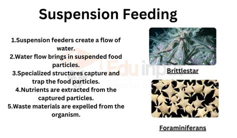 Suspension Feeding Animals