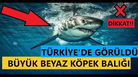 Türkiye de köpek balığı var mı