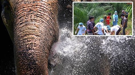 Tayland fil ikiye böldü