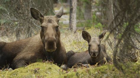 The Moose Family Trust