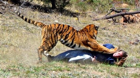 Tiger Attacks On People
