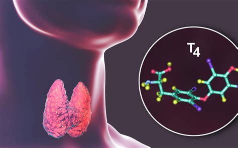 Tiroksin hormonu eksikliği belirtileri