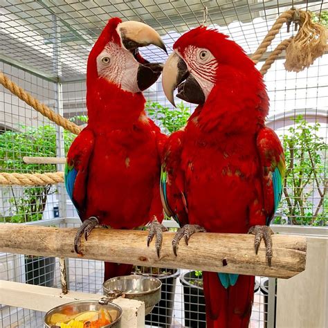 True Macaws For Sale