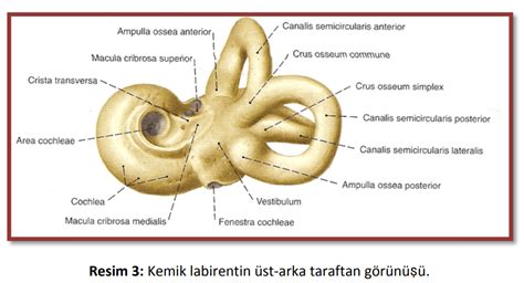 Vestibulum nedir