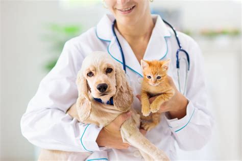Veteriner ile veteriner hekim arasındaki fark