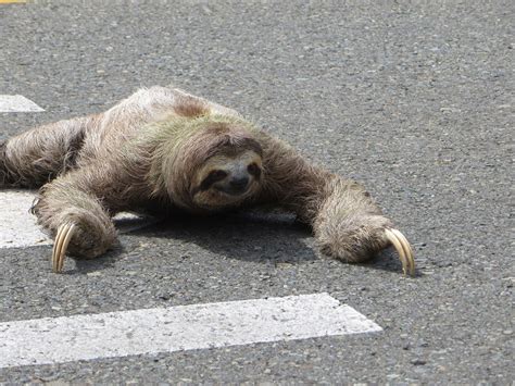 Video Of Sloth Moving