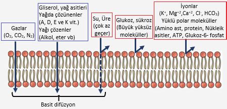 Vitaminler hücre zarından geçer mi