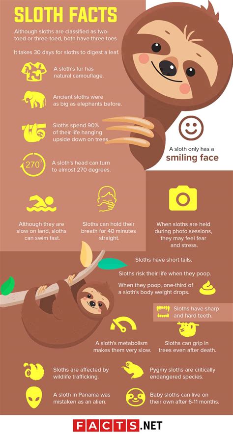 Weird Sloth Facts