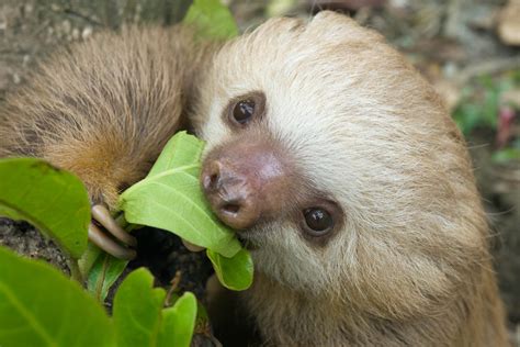 What Eats Sloths