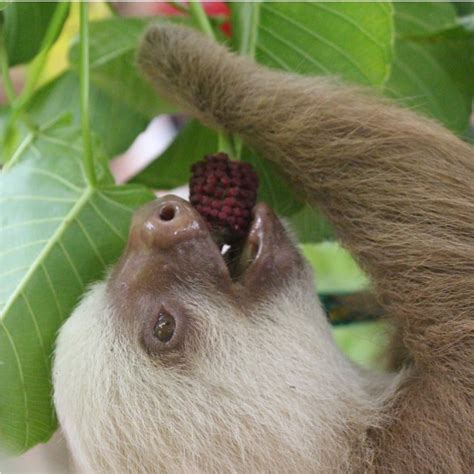 What Fruits Do Sloths Eat