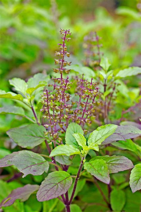 What Is Tulsi Basil Good For