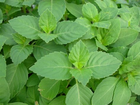 What Is Tulsi Good For