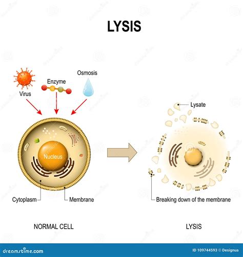 When A Cell Lyses Virions