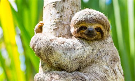 Where Do Sloths Live Habitat