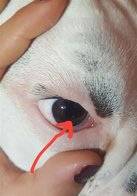 White Spot On Dog S Eye