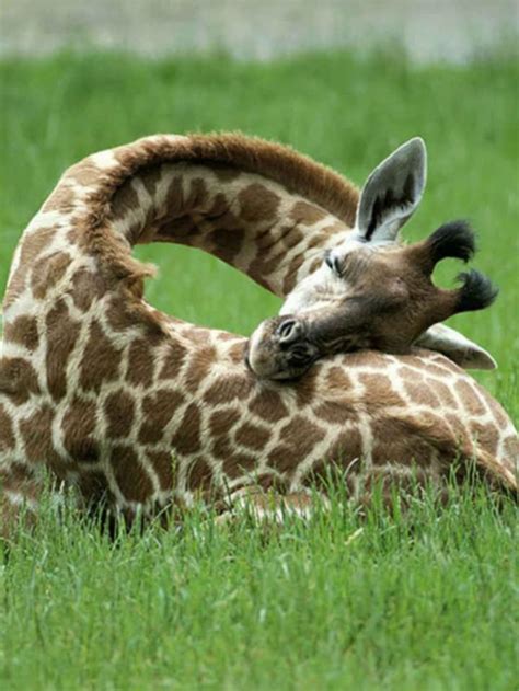 Wie Schlafen Giraffen